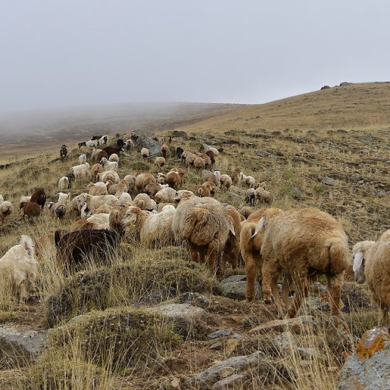 Shahsavan nomads, Iran
