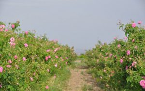 Rosewater Festival of Niasar2 300x188 - BEST Iran Day Tours & Excursions 2024 | One Day Trips in Iran