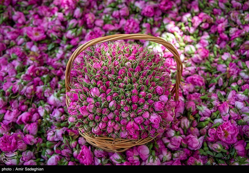 Golabgiri - Popular Festivals in Iran: Iranian Celebrations, Ancient Persian Holidays