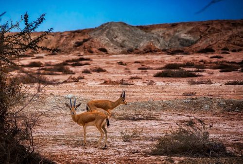 wildlife 500x339 - BEST Hengam Island Tour & Travel Packages 2024