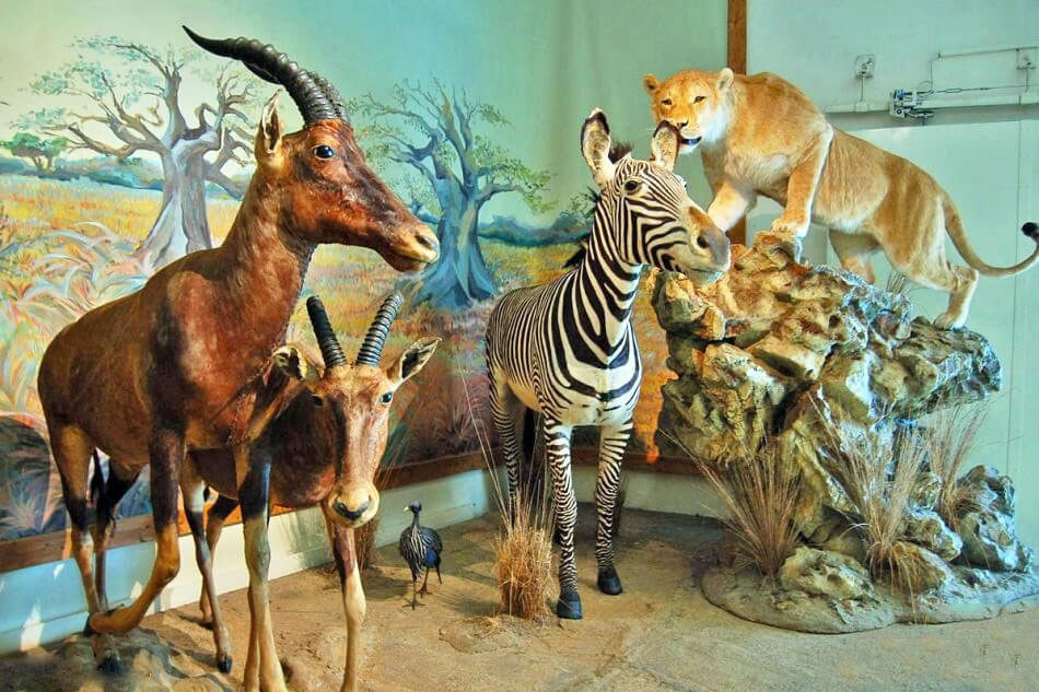 Dar Abad Wildlife Museum of Tehran